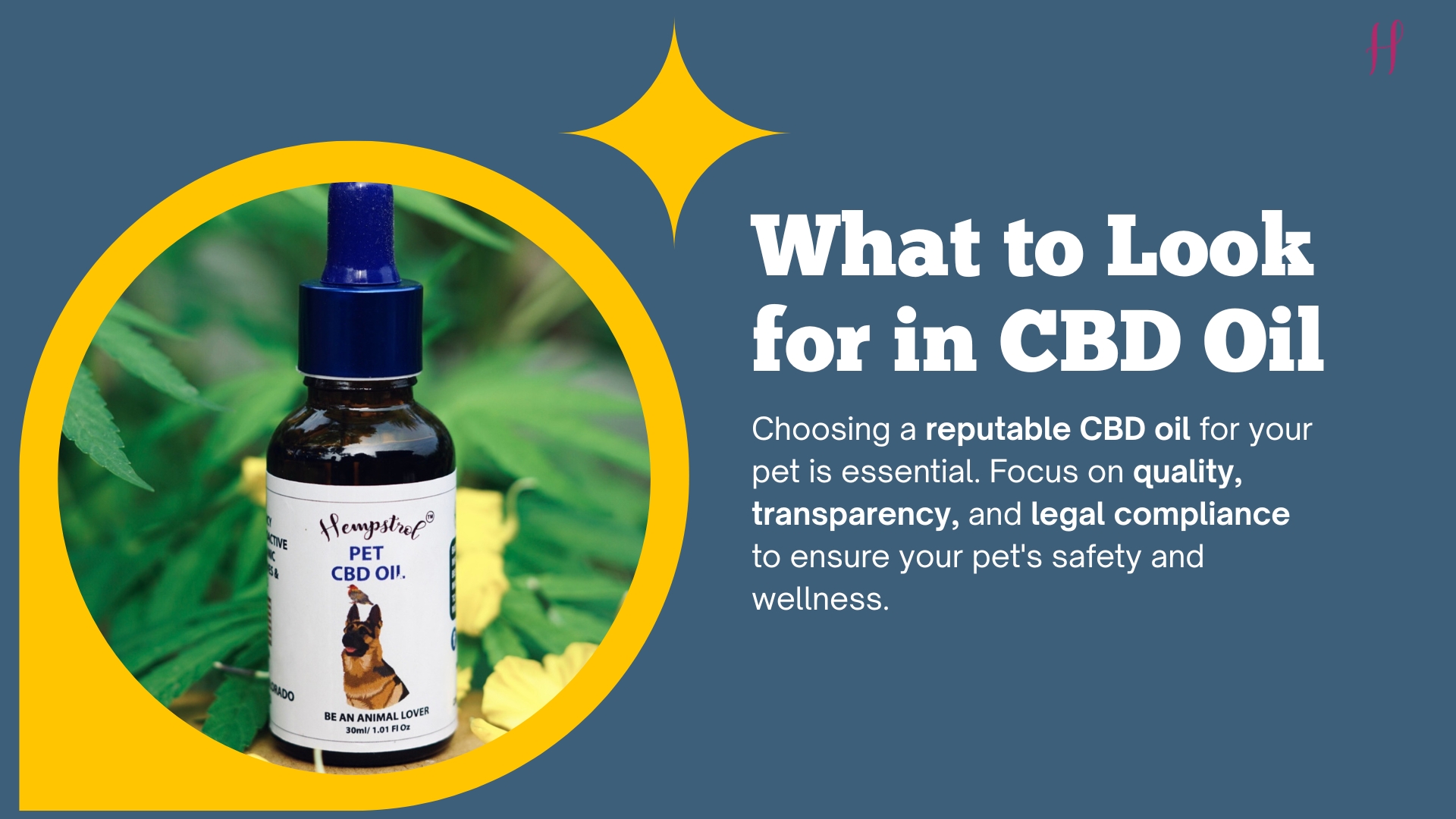 What to Look for in CBD Oil for Pets